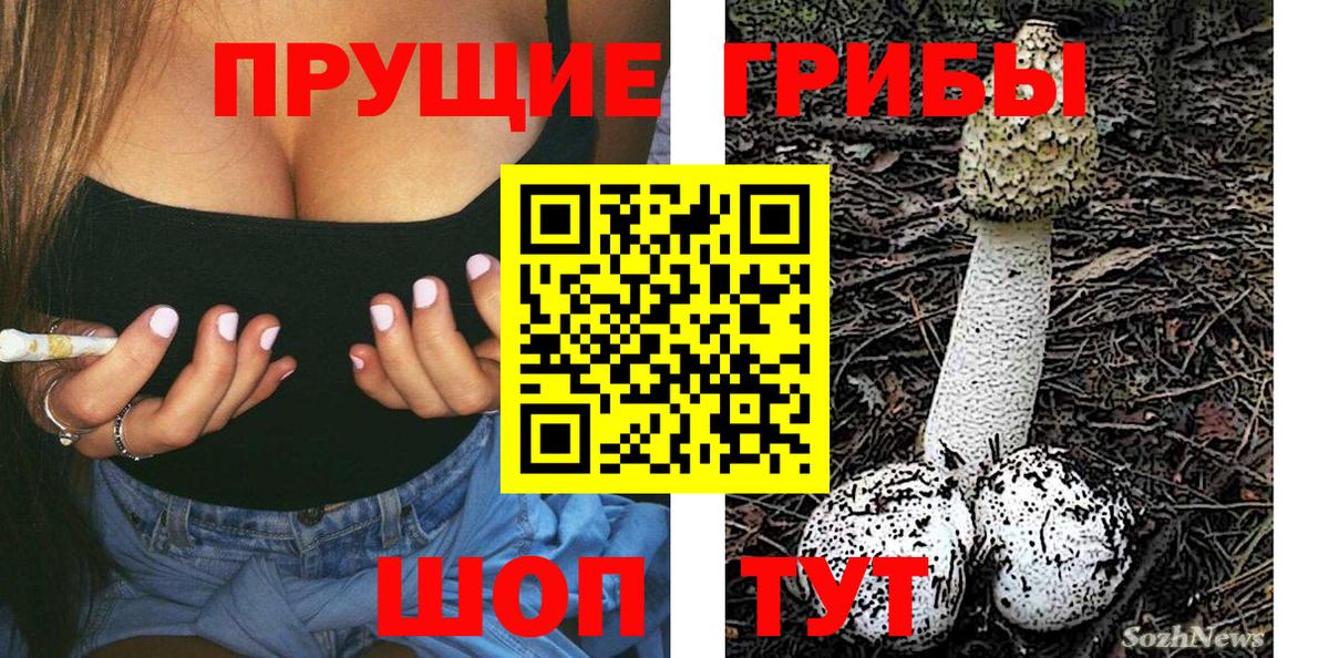 закладки  Балашиха  Галлюциногенные грибы Psilocybine cubensis 